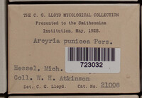 Arcyria denudata image